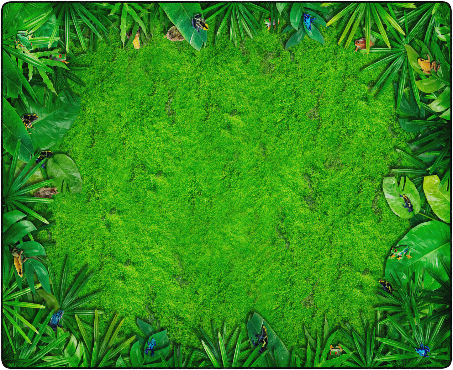 RAINFOREST FROGS